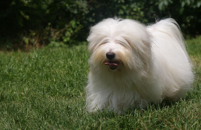 图莱亚尔绒毛犬,适合与小孩做伴,适合城市饲养,适合炎热的天气,需要