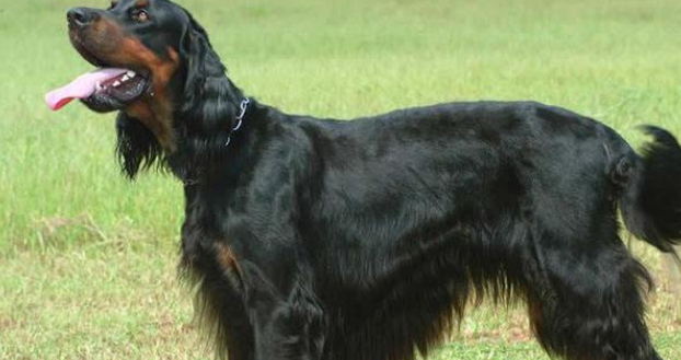 赛特犬怎么训练才听话 赛特犬怎么训练才听话