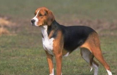 英国猎狐犬多少钱一只