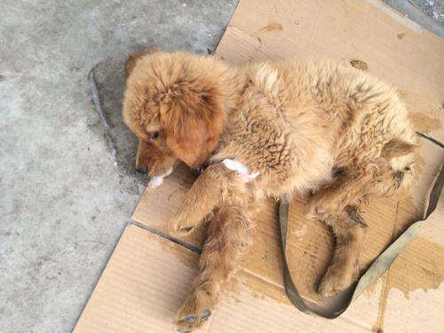 狗狗中毒抽搐是否没救