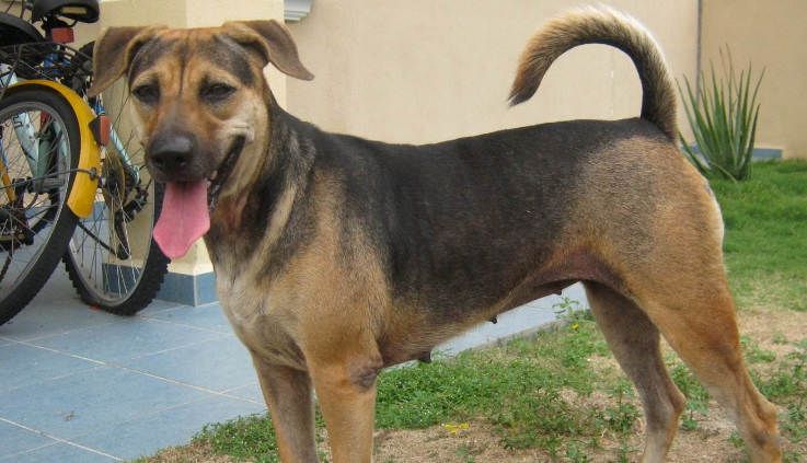 法国指示猎犬有攻击性吗 法国指示猎犬有攻击性吗