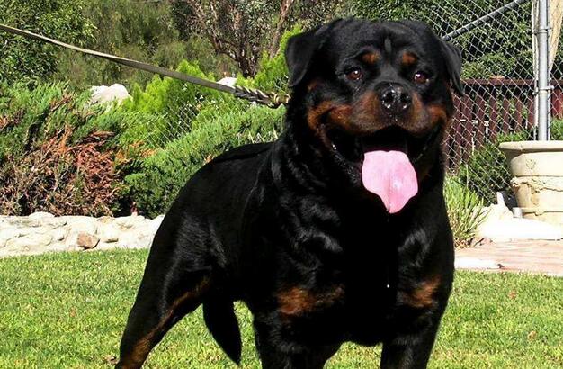 多伯曼犬的寿命一般是多久