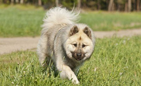 欧亚大陆犬有攻击性吗