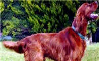赛特犬的原产地在哪里