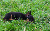 小鹿犬训练有技巧吗
