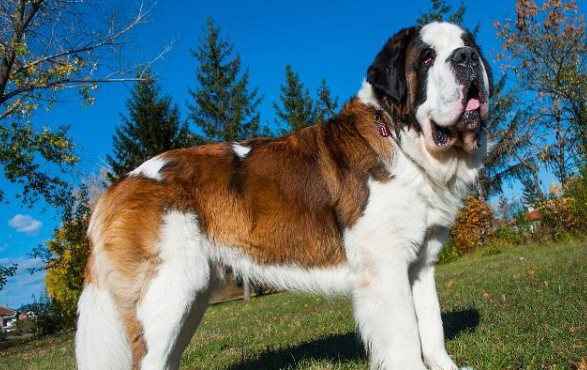 圣伯纳犬的毛色有几种