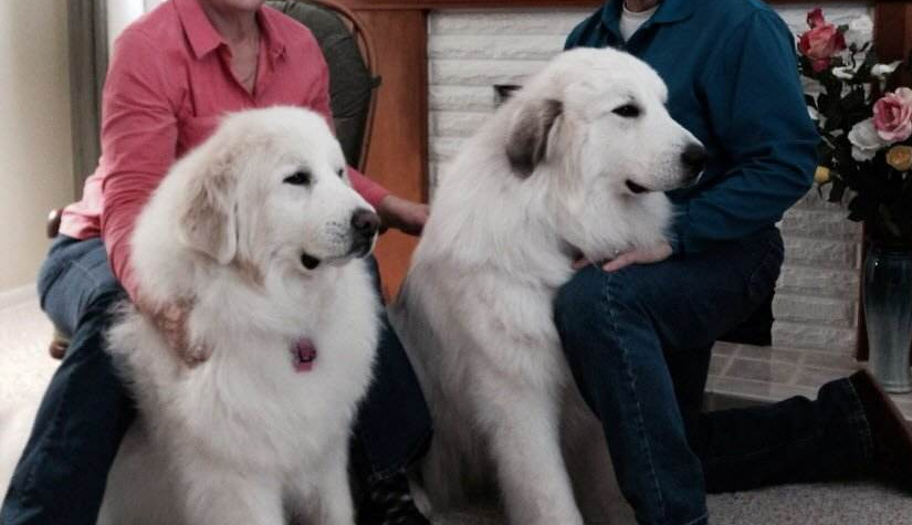 大白熊犬的飼養要點有哪些