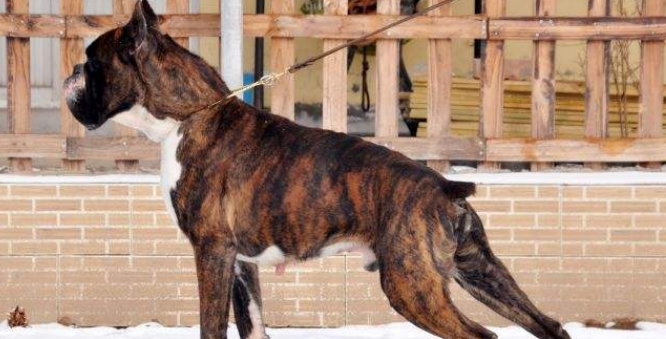 伯格犬生活习惯