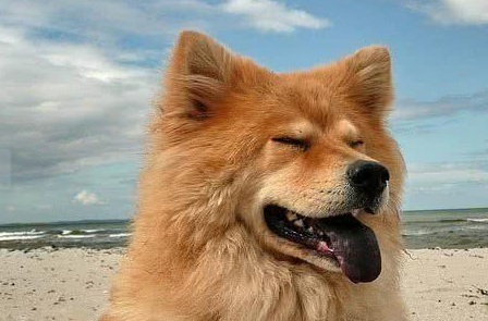 欧亚大陆犬喜欢什么