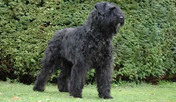 弗兰德牧牛犬的选购小技巧,你学会了吗?-宠物网