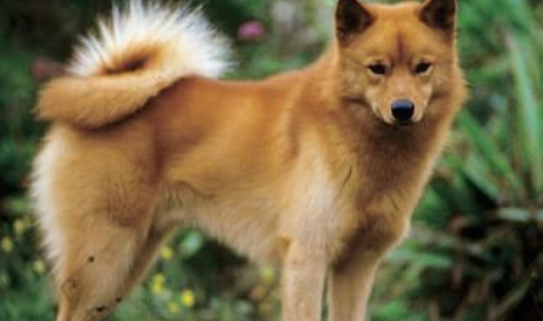 芬兰猎犬的用途是什么