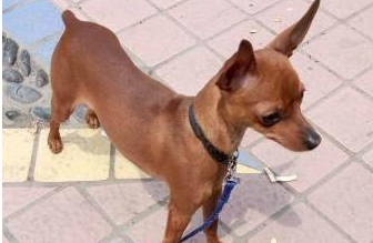 小鹿犬一般多少钱