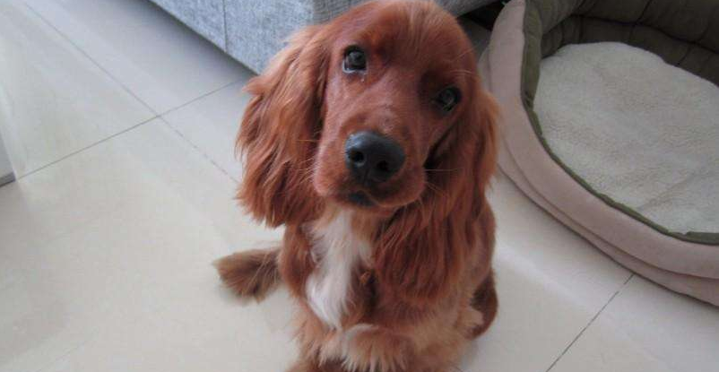 英国可卡犬吃多了拉稀怎么办