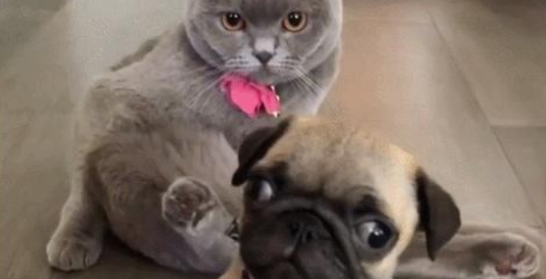 什么狗最便宜 狗开销大还是猫开销大 什么狗最便宜 狗开销大还是猫开销大