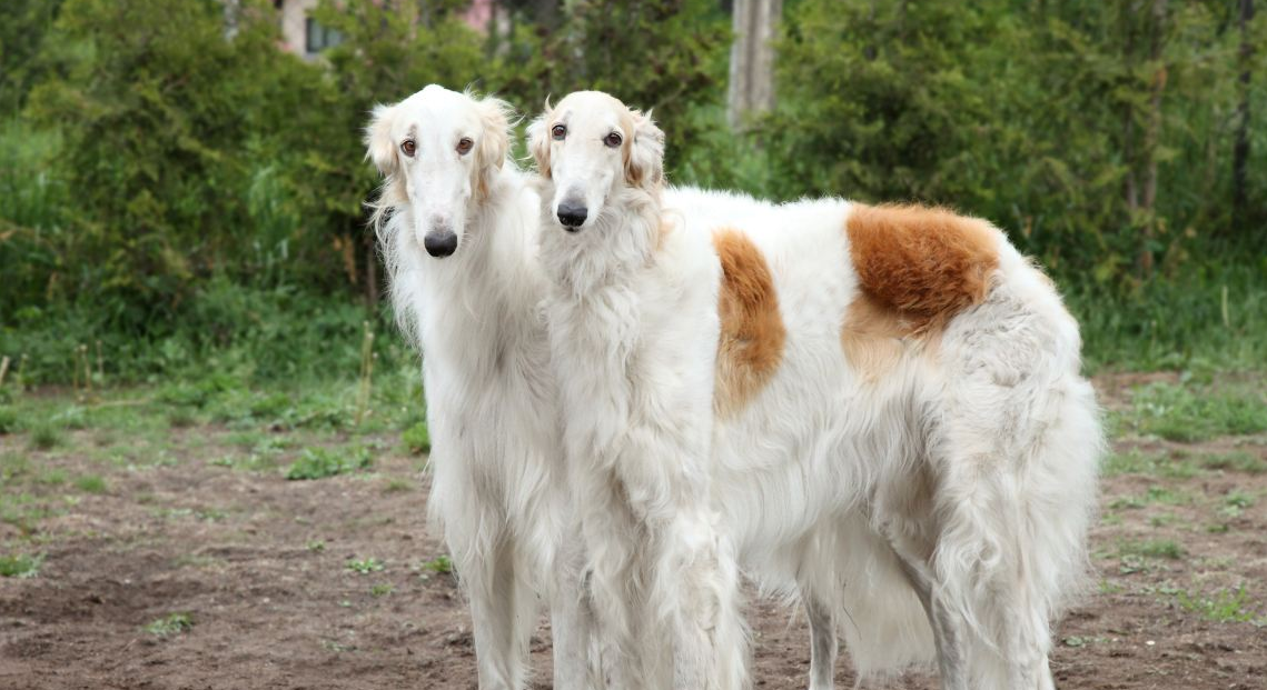 苏俄牧羊犬的毛色有几种