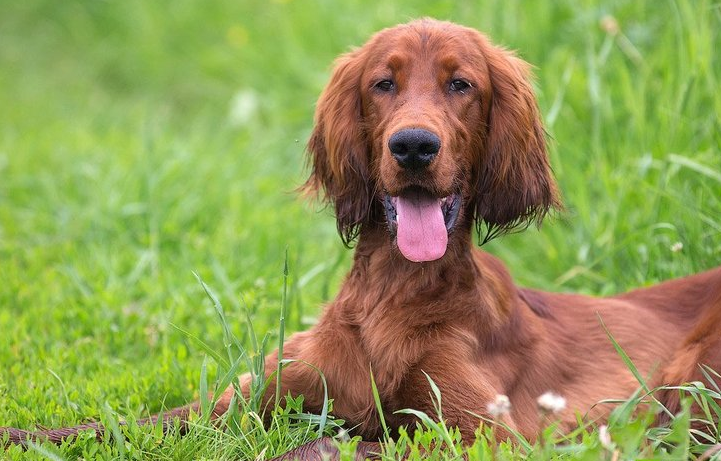 赛特犬多大产仔 赛特犬多大产仔