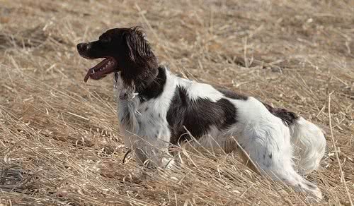 法国指示猎犬喜欢什么 法国指示猎犬喜欢什么