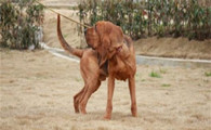 寻血猎犬的毛色有几种