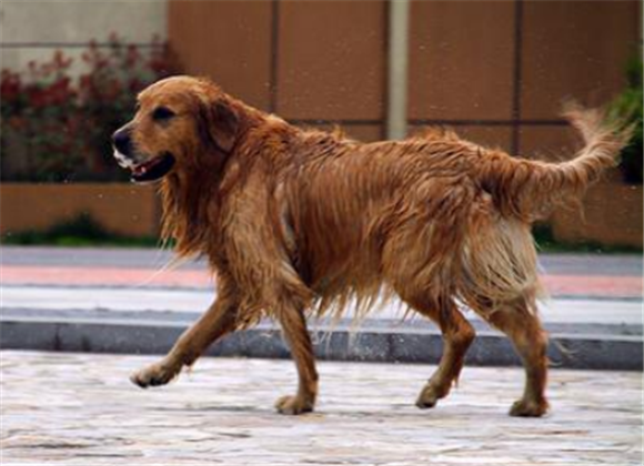 赛特犬dd_副本1.png