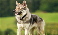 捷克狼犬的外貌特征性格