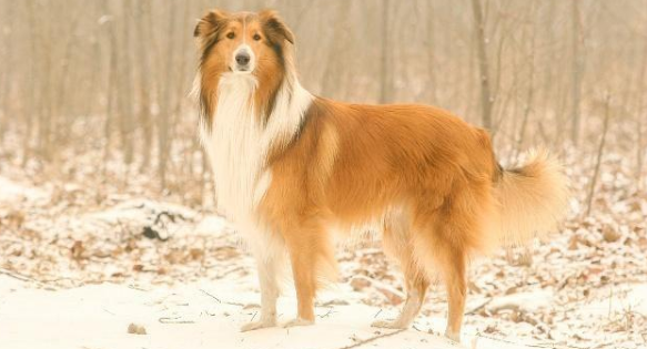 养苏俄牧羊犬注意事项 养苏俄牧羊犬注意事项