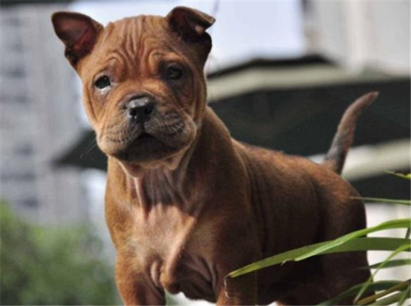 川东猎犬的外貌特征性格 川东猎犬的外貌特征性格