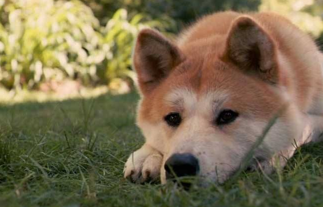 秋田犬如何训练