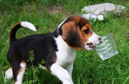 比格犬为什么很少人养 比格犬为什么很少人养