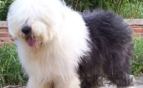 古代英国牧羊犬该怎么喂养 古代英国牧羊犬该怎么喂养