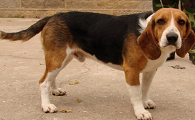 英国猎狐犬怎么训练才听话