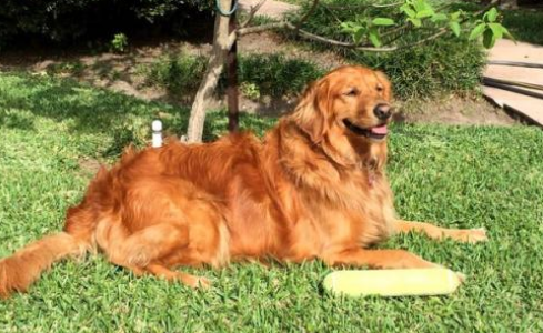 养黄金猎犬注意事项