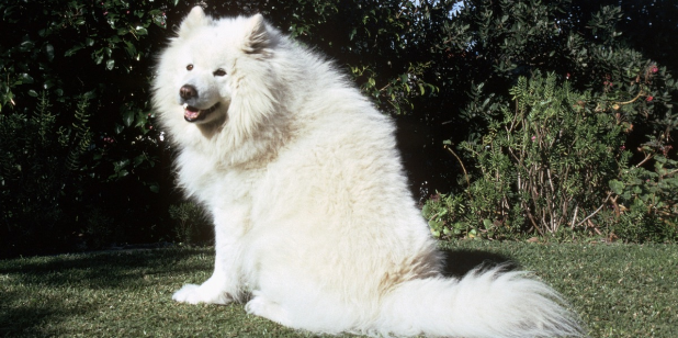 萨摩耶犬的用途是什么 萨摩耶犬的用途是什么