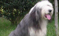 古代长须牧羊犬需要训练什么