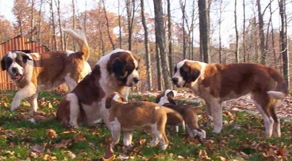 圣伯纳犬多少钱一只