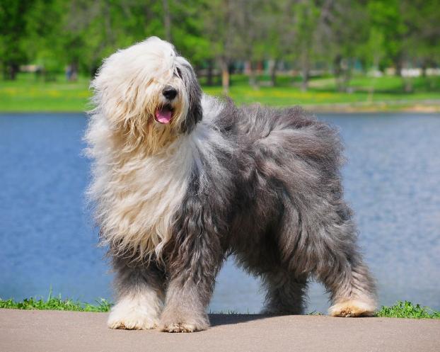 断尾狗的饲养要点有哪些