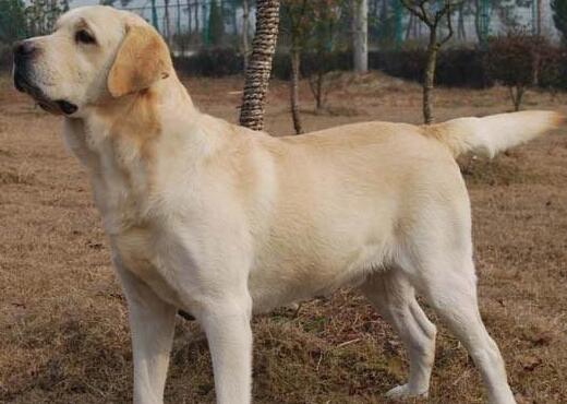 拉布拉多寻回犬一天吃几顿 拉布拉多寻回犬一天吃几顿