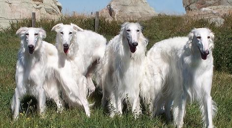 苏俄牧羊犬的性格外貌特征 苏俄牧羊犬的性格外貌特征