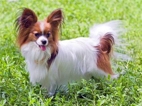 蝴蝶犬什么颜色好 蝴蝶犬什么颜色好