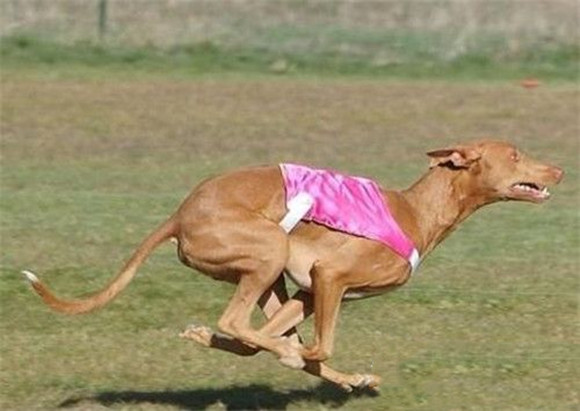 养法老王猎犬注意事项 养法老王猎犬注意事项