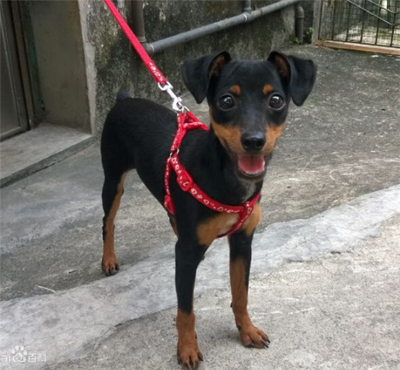 迷你杜宾犬一般有多高