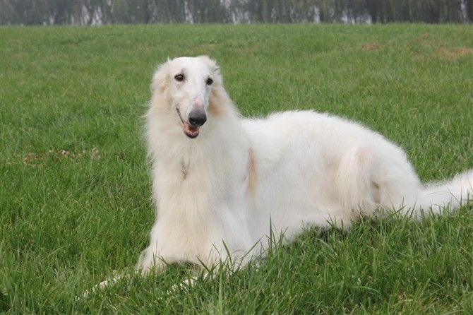 苏俄牧羊犬生活习惯