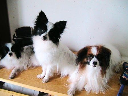 蝴蝶犬多少钱一只 蝴蝶犬多少钱一只