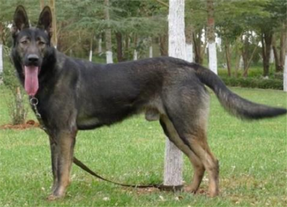 中国昆明犬一般有多高 中国昆明犬一般有多高