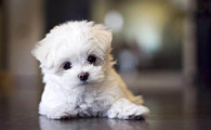 马尔济斯犬吃多了吐了怎么办