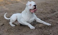 阿根廷杜高犬机灵吗
