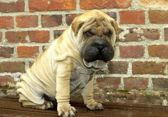 中国沙皮犬多大产仔