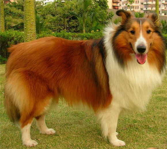 喜乐蒂牧羊犬的饲养要点有哪些