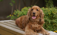 英国可卡犬一天吃几顿