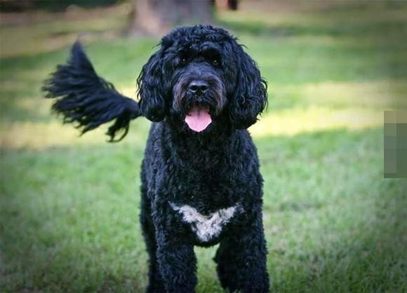 葡萄牙水犬有攻击性吗