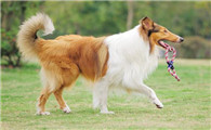 苏格兰牧羊犬喜欢什么